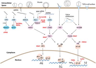 The Opening of Pandora's Box: An Emerging Role of Long Noncoding RNA in Viral Infections